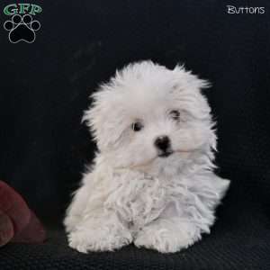 Buttons, Maltese Puppy