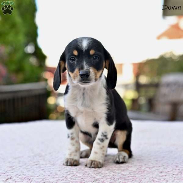 Dawn, Beagle Mix Puppy