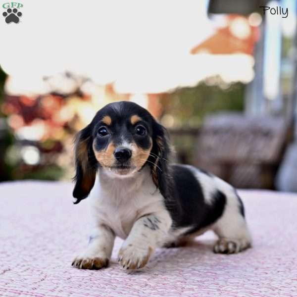 Polly, Dachshund Puppy