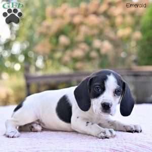 Emerald, Beagle Mix Puppy