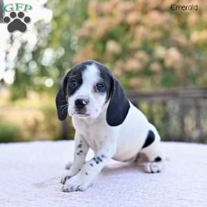 Emerald, Beagle Mix Puppy