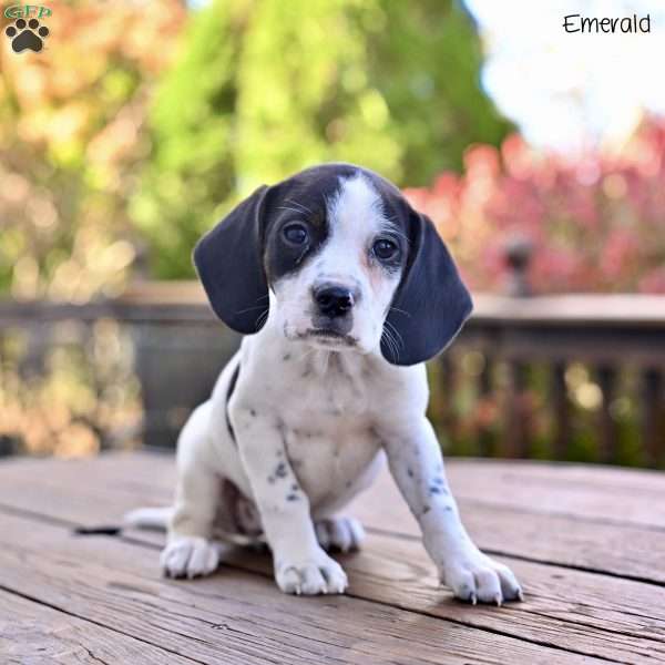 Emerald, Beagle Mix Puppy