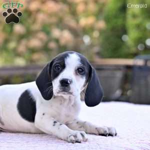 Emerald, Beagle Mix Puppy