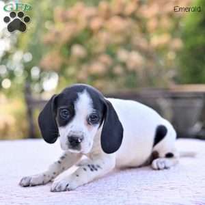 Emerald, Beagle Mix Puppy