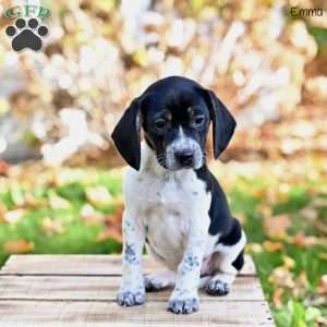 Emma, Beagle Mix Puppy