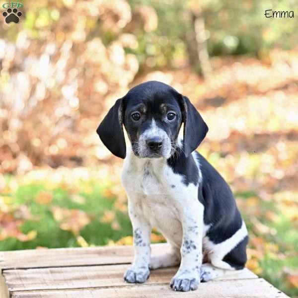 Emma, Beagle Mix Puppy