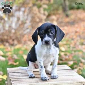 Emma, Beagle Mix Puppy