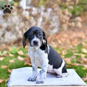 Emma, Beagle Mix Puppy