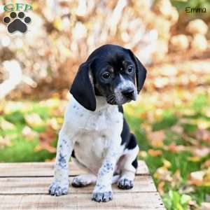 Emma, Beagle Mix Puppy
