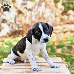 Eddie, Beagle Mix Puppy