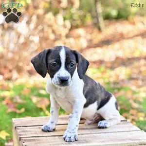 Eddie, Beagle Mix Puppy