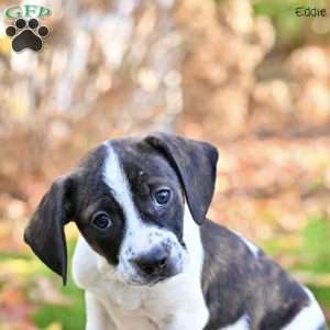Eddie, Beagle Mix Puppy