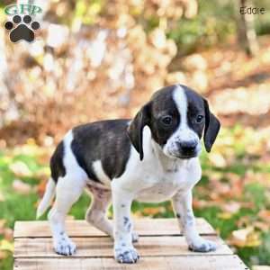 Eddie, Beagle Mix Puppy