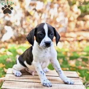 Eddie, Beagle Mix Puppy