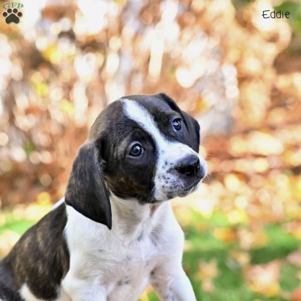 Eddie, Beagle Mix Puppy
