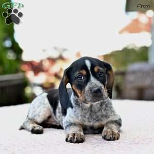 Enzo, Beagle Mix Puppy
