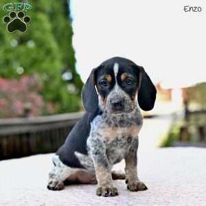 Enzo, Beagle Mix Puppy