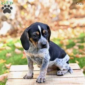 Enzo, Beagle Mix Puppy