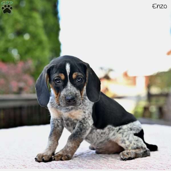Enzo, Beagle Mix Puppy