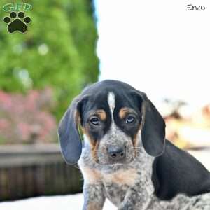 Enzo, Beagle Mix Puppy