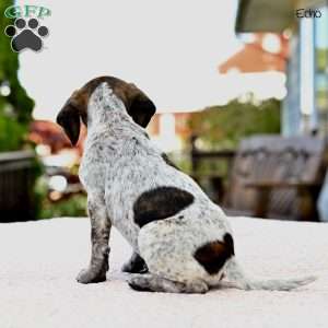 Echo, Beagle Mix Puppy