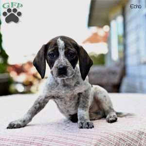 Echo, Beagle Mix Puppy