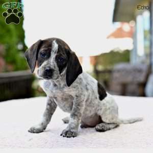 Echo, Beagle Mix Puppy