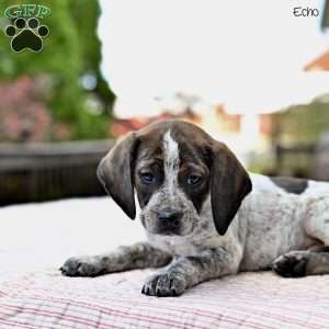 Echo, Beagle Mix Puppy