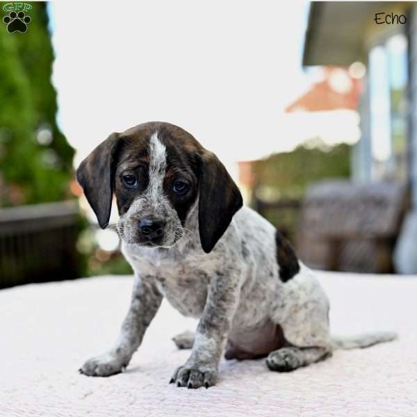 Echo, Beagle Mix Puppy