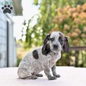 Ellie, Beagle Mix Puppy
