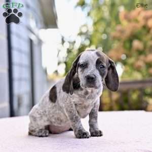 Ellie, Beagle Mix Puppy