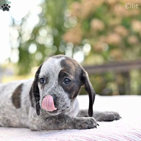 Ellie, Beagle Mix Puppy
