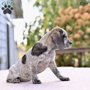 Ellie, Beagle Mix Puppy