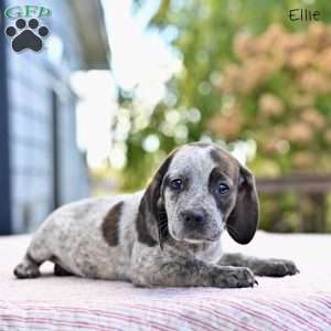 Ellie, Beagle Mix Puppy