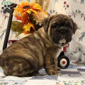 Malachi, EngAm Bulldog Puppy