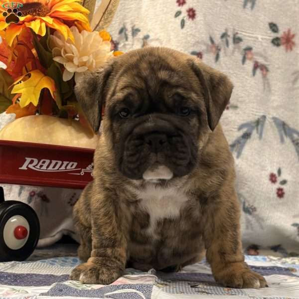 Malachi, EngAm Bulldog Puppy