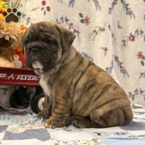 Malachi, EngAm Bulldog Puppy