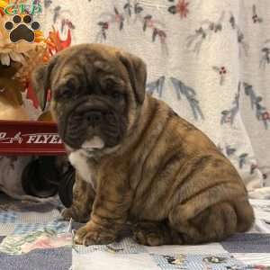 Malachi, EngAm Bulldog Puppy