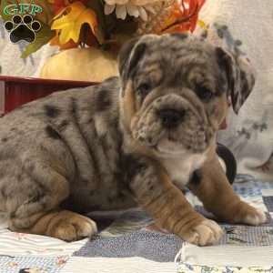 Morris, EngAm Bulldog Puppy