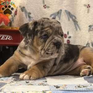Morris, EngAm Bulldog Puppy