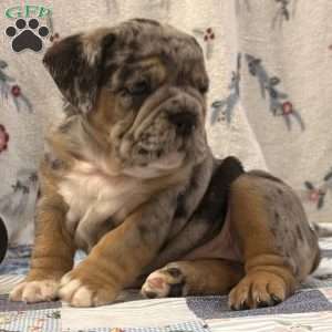 Morris, EngAm Bulldog Puppy
