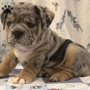Morris, EngAm Bulldog Puppy