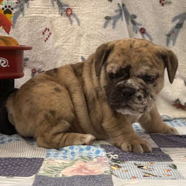 Macy, EngAm Bulldog Puppy
