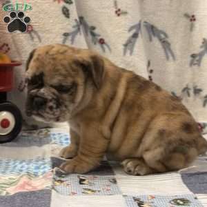 Macy, EngAm Bulldog Puppy