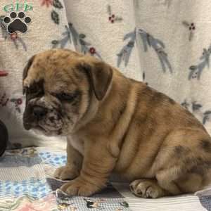Macy, EngAm Bulldog Puppy