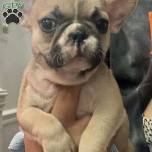 Donut, French Bulldog Puppy