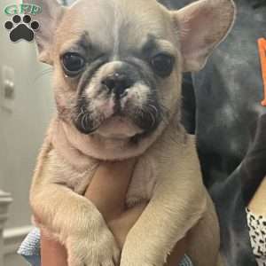 Donut, French Bulldog Puppy