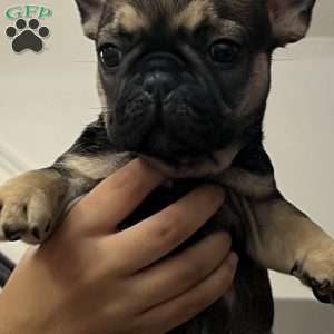 Goofy, French Bulldog Puppy