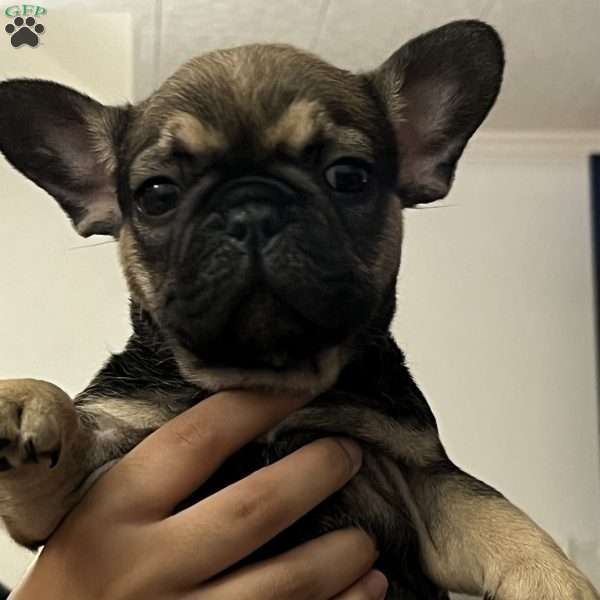 Goofy, French Bulldog Puppy