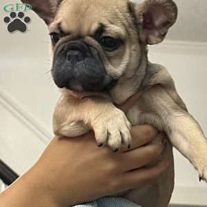 Daisy, French Bulldog Puppy